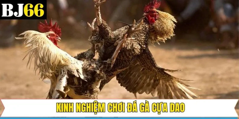 Kinh nghiệm khi tham gia chọi gà cựa dao giành thắng lớn