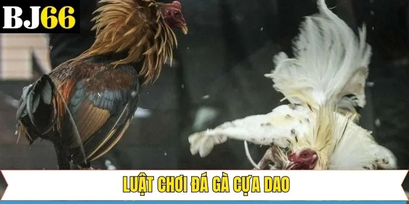 Nắm rõ về luật chơi trong đá gà cựa dao tại BJ66