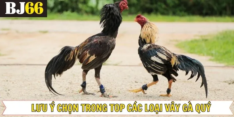 Lưu ý quan sát kỹ bộ phận nhận biết của gà chọi