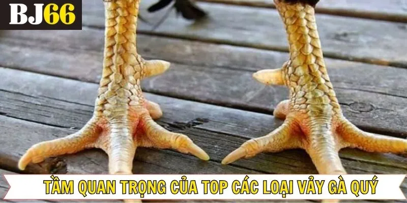 Tầm quan trọng của vảy đá gà quý
