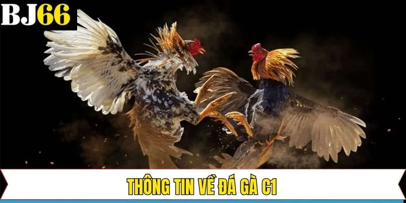 Nội dung sơ lược về hình thức chọi kê C1