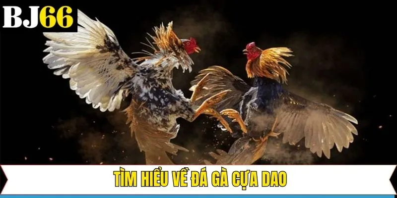 Khái niệm về đá gà cựa dao