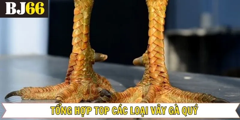 Top các loại vảy đá gà quý dấu hiệu của thần kê