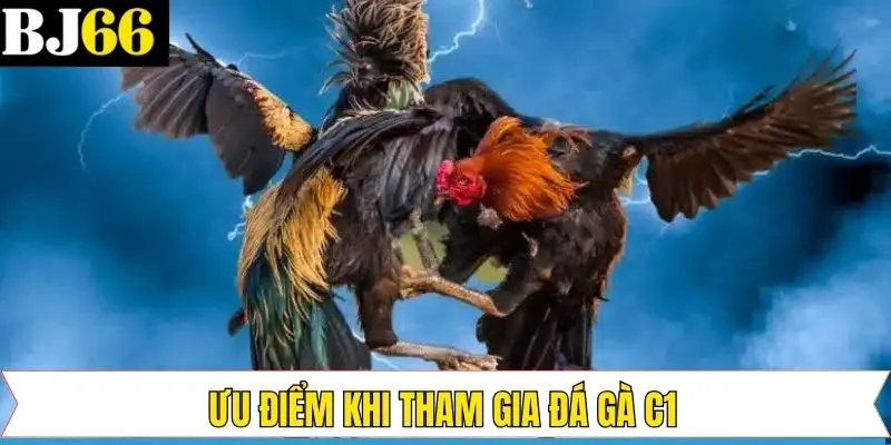 Ưu điểm vượt trội của đá gà C1 tại BJ66